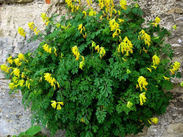 Corydalis9a