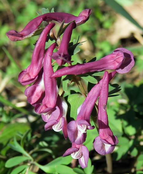 Corydalis7a