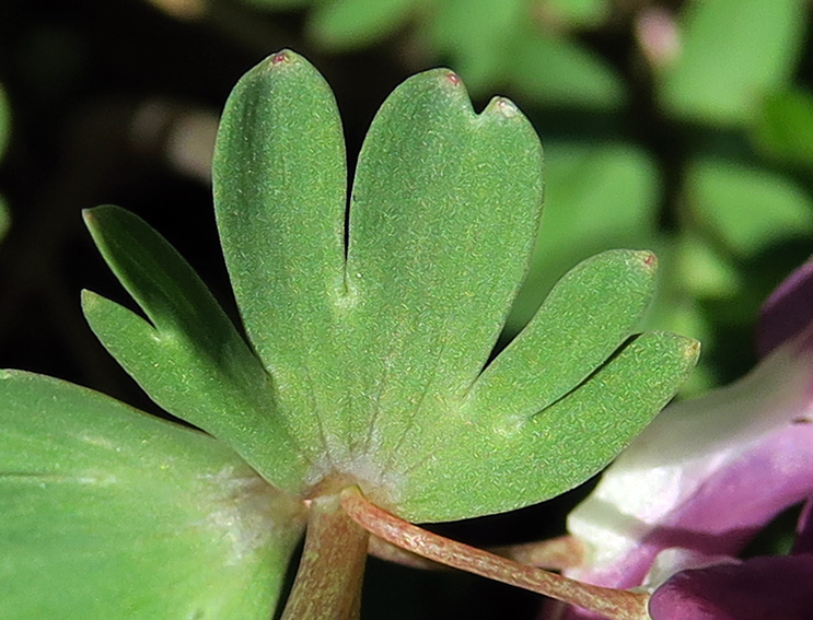 Corydalis8