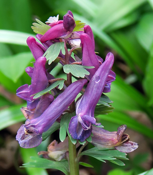 Corydalis8b