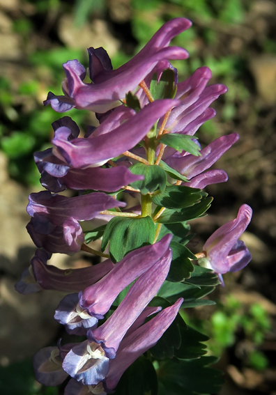 Corydalis7