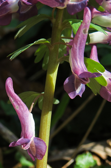 Corydalis8a