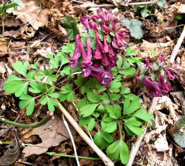 Corydalis6a