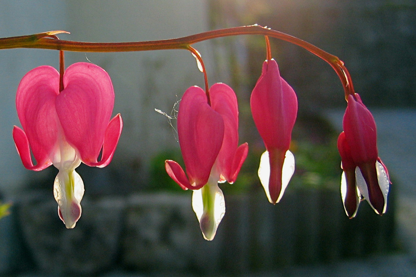 Dicentra1