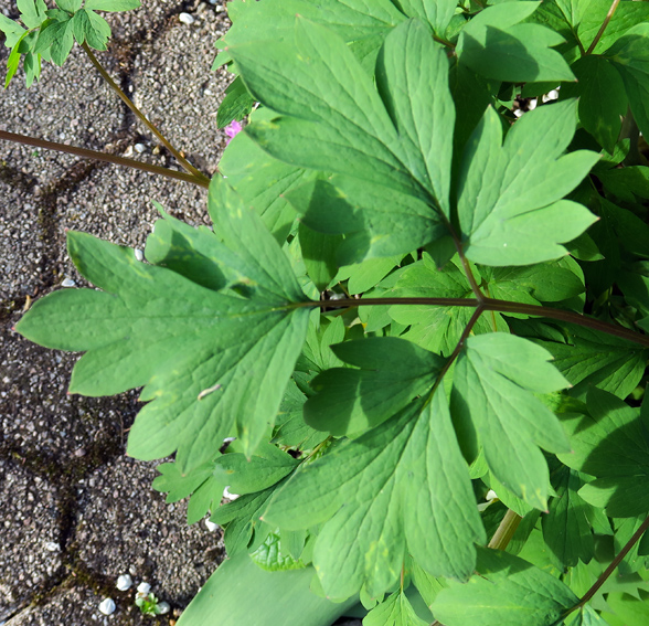 Dicentra3