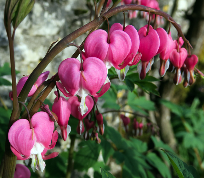 Dicentra4