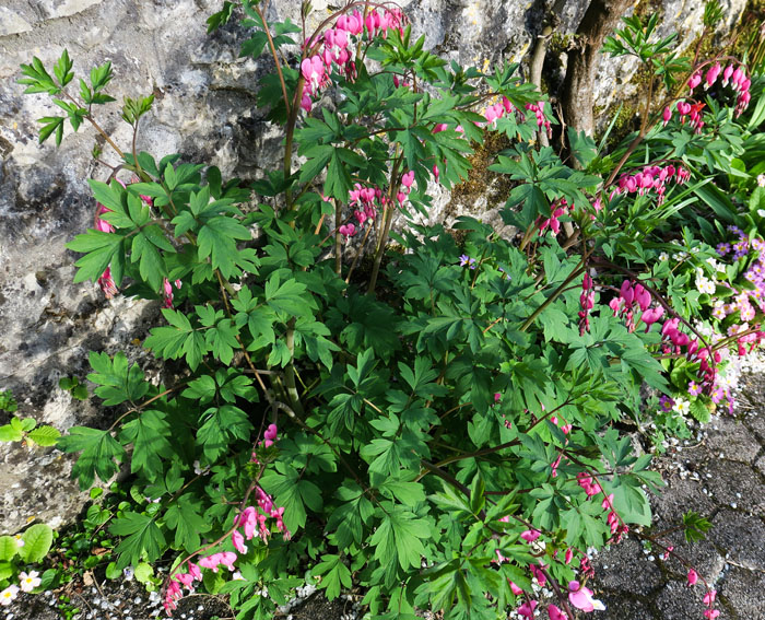 Dicentra2