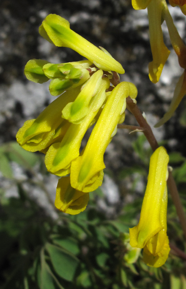 Corydalis11a