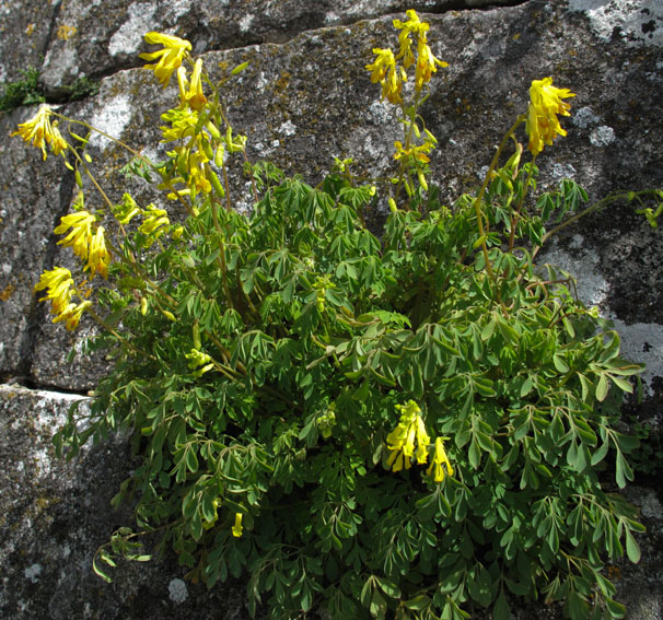 Corydalis9b