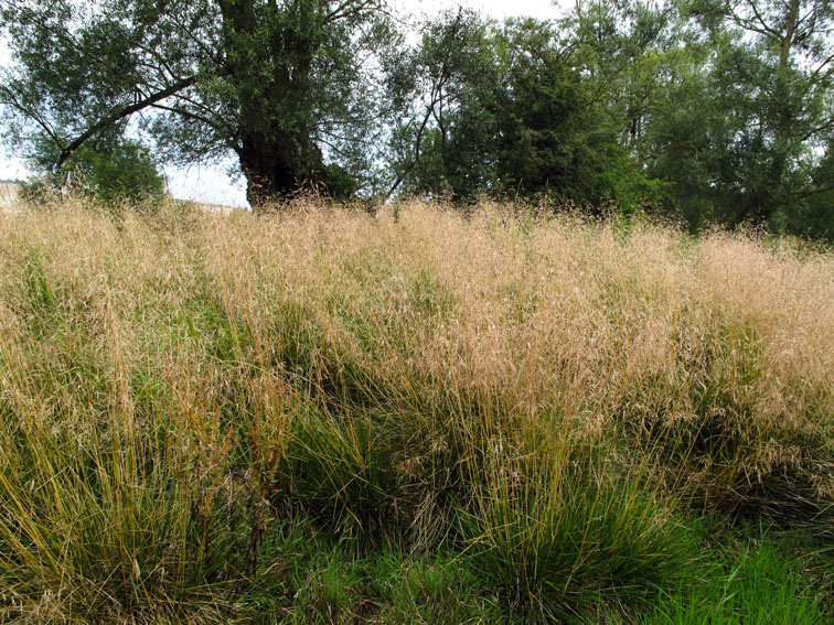 Deschampsia5a