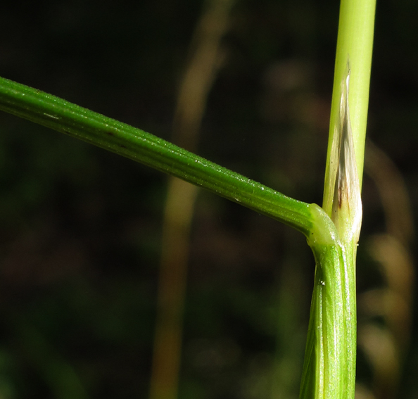 Deschampsia2