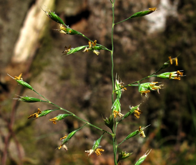 Deschampsia10