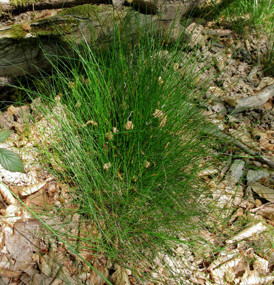 Deschampsia6