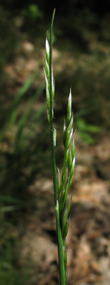 Deschampsia8