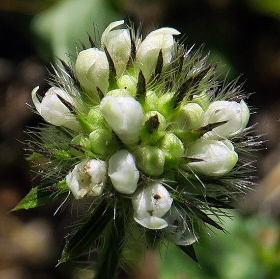 Dipsacus3