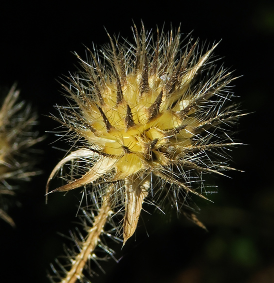 Dipsacus5