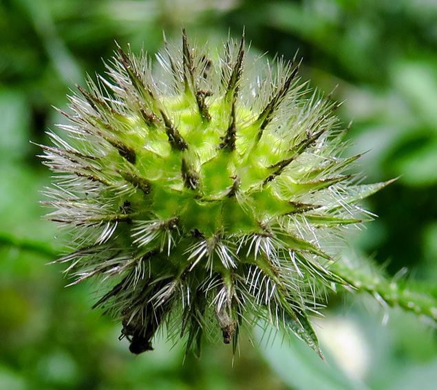 Dipsacus8