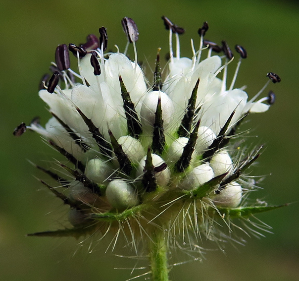 Dipsacus4