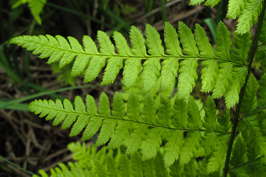 Dryopteris5a