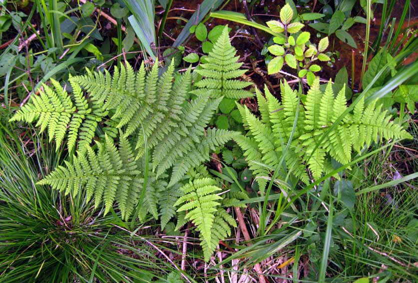 Dryopteris4