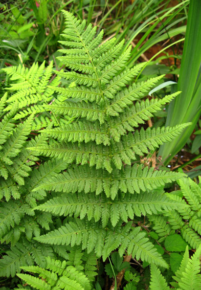 Dryopteris5