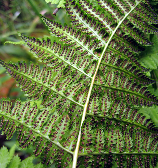 Dryopteris6