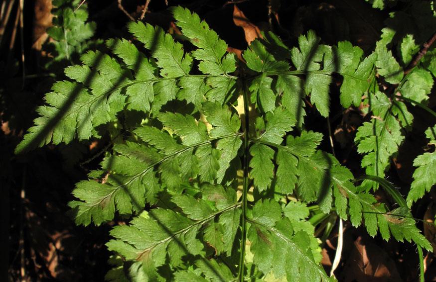 Dryopteris6c