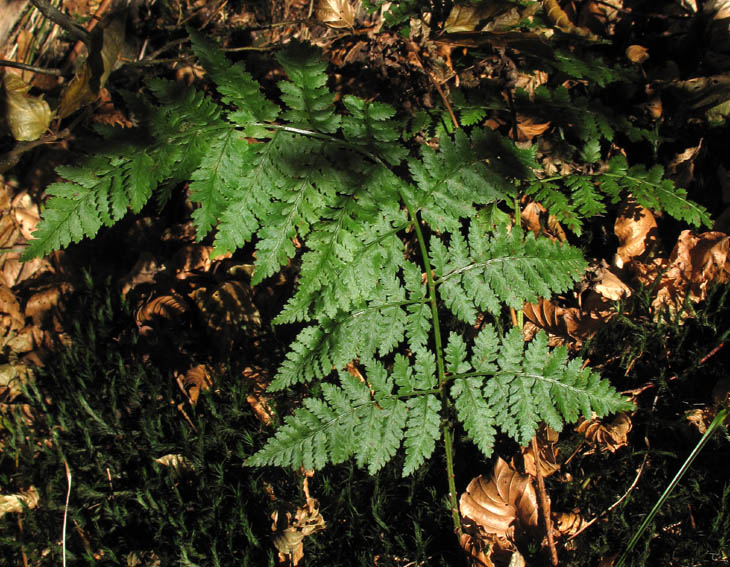 Dryopteris6a