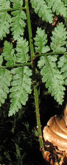 Dryopteris6b