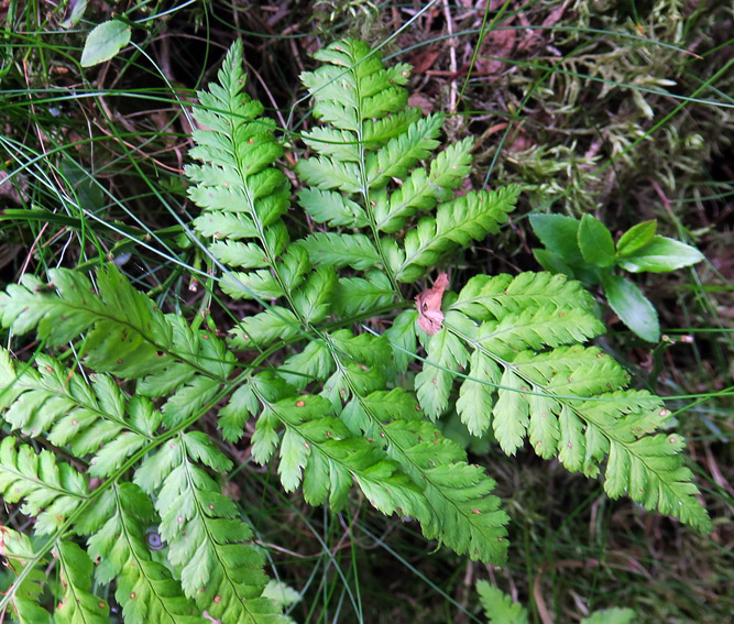 Dryopteris6e