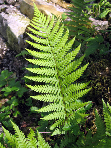 Dryopteris2