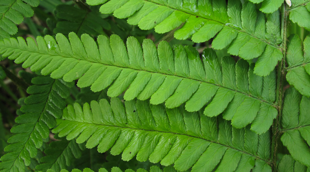 Dryopteris2a