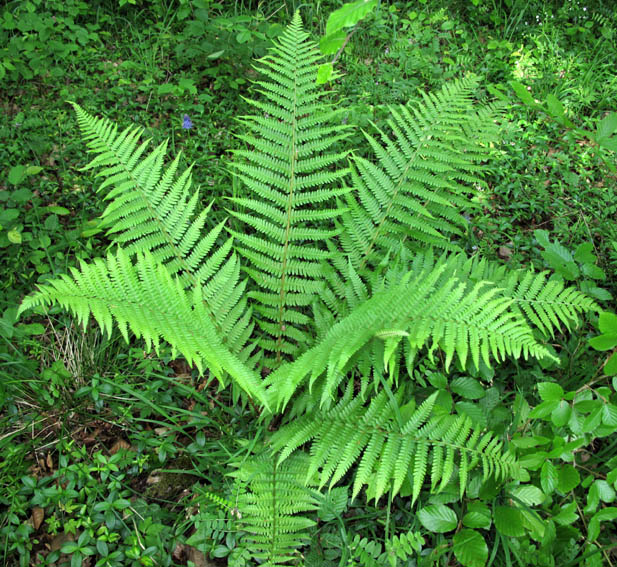 Dryopteris1