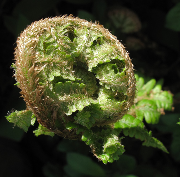 Dryopteris3