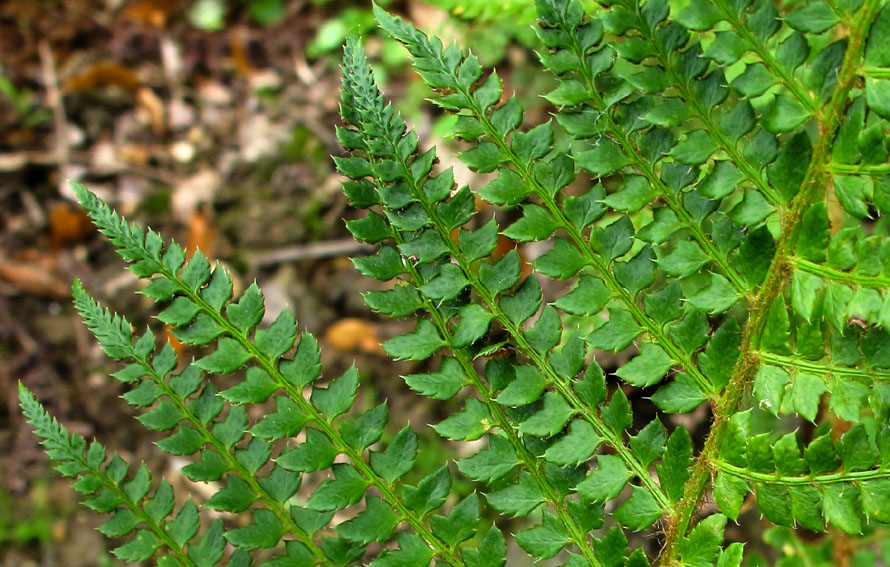 Polystichum7