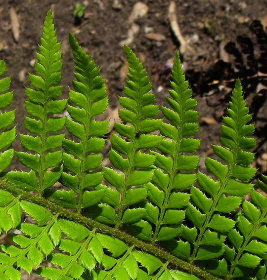 Dryopteris7b