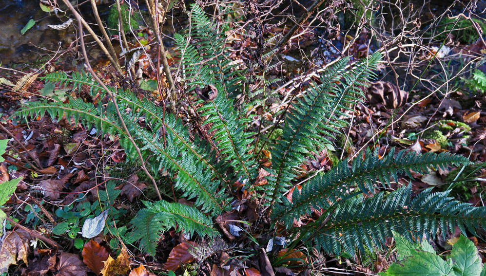 Dryopteris7c