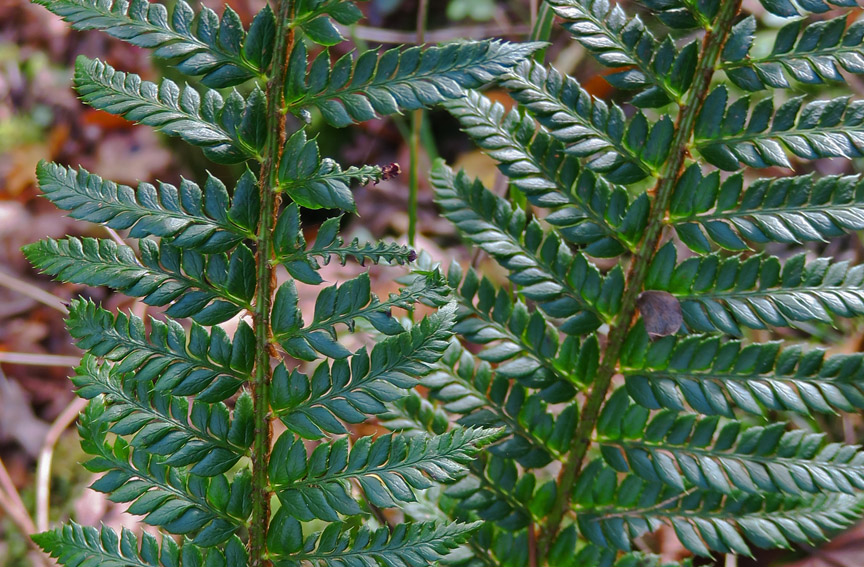 Dryopteris7e