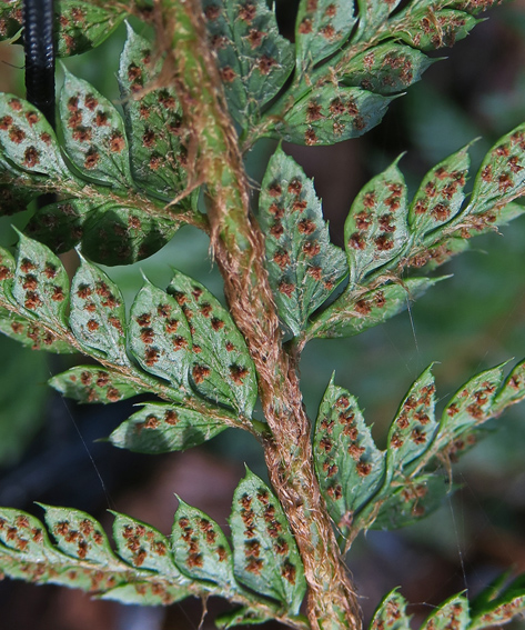 Dryopteris7f