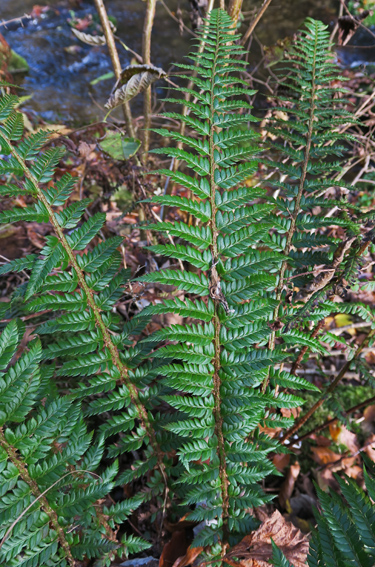 Dryopteris7d