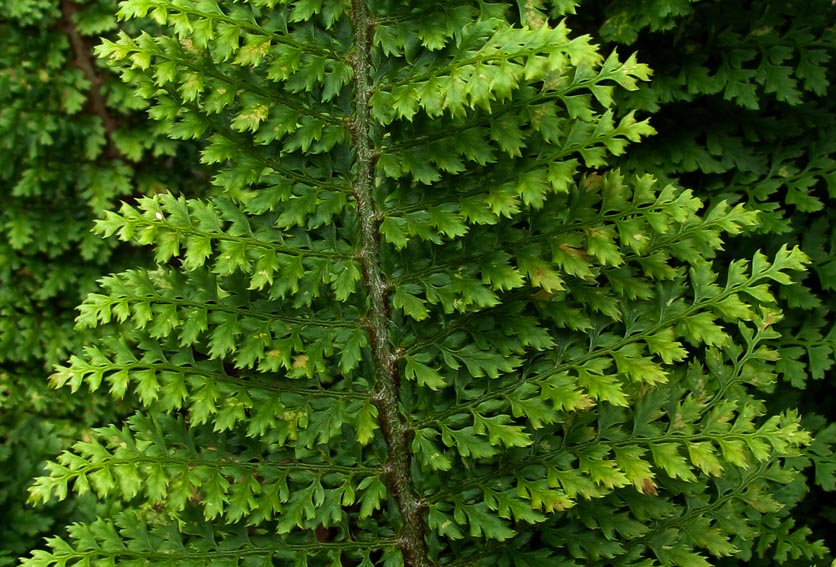 Dryopteris10