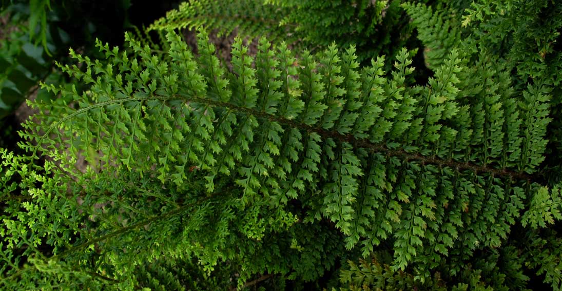 Dryopteris9