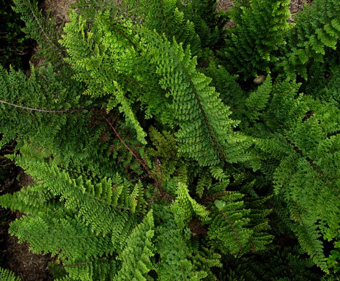 Dryopteris8