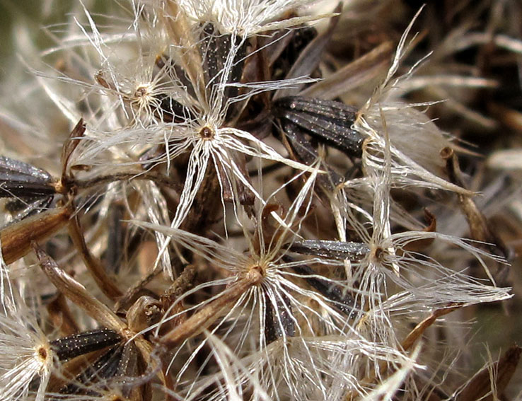 Eupatorium5