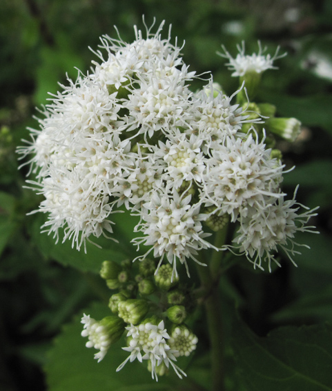 Eupatorium6