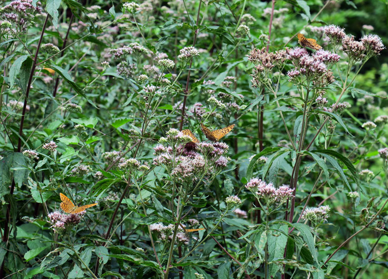 Eupatorium5a