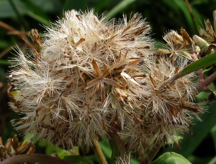 Eupatorium4a