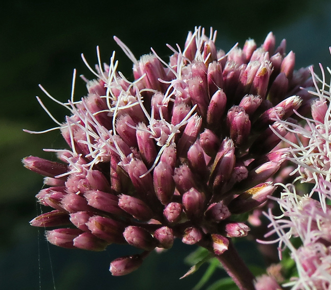 Eupatorium4