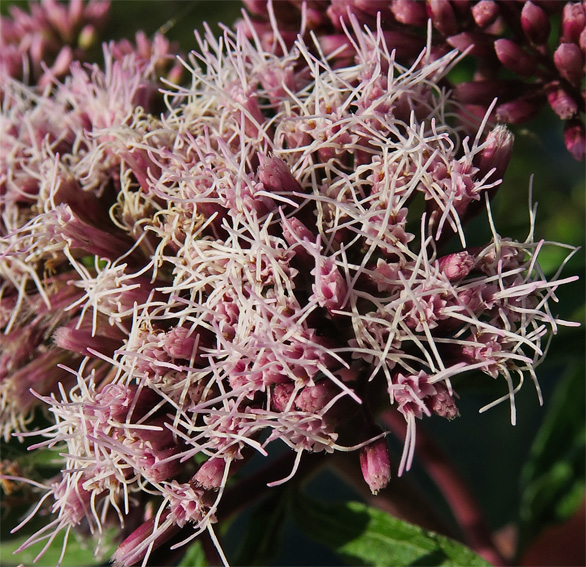 Eupatorium3a