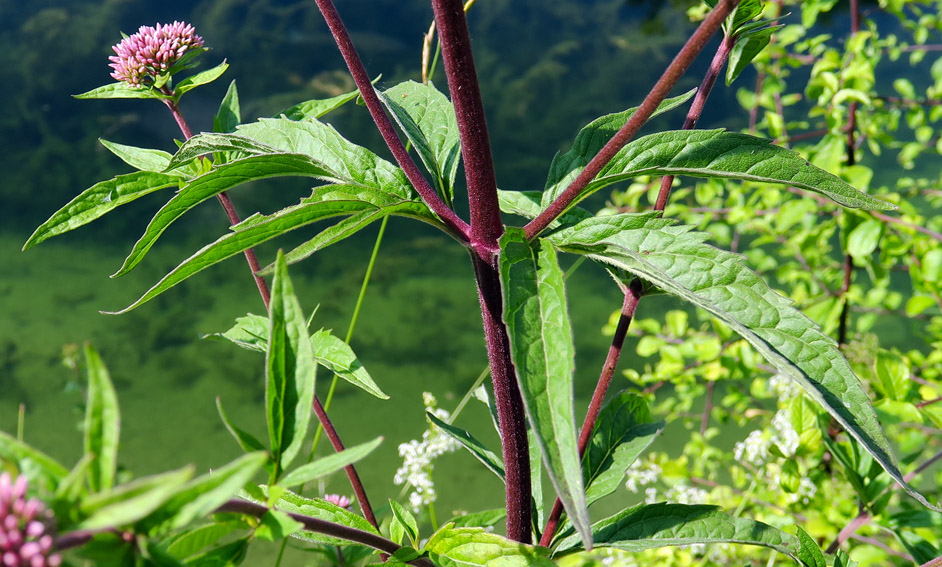 Eupatorium2